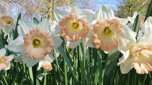 Daffodil - British Gamble