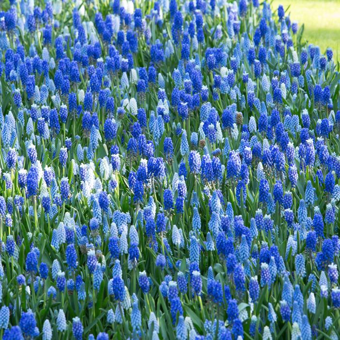 Grape Hyacinth - Mixture