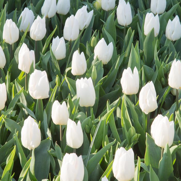 Tulip - Northcap