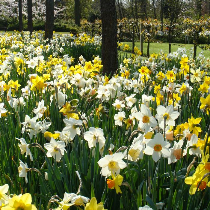 Daffodil - Large Flowering Mixture