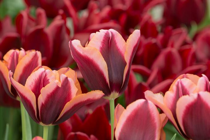 Tulip - Slawa