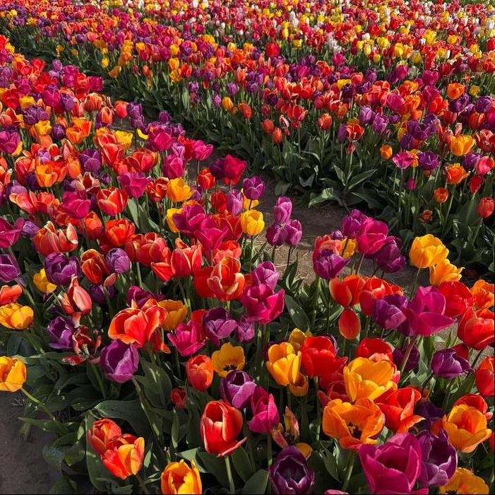 Tulip - Blushing Purple Mix