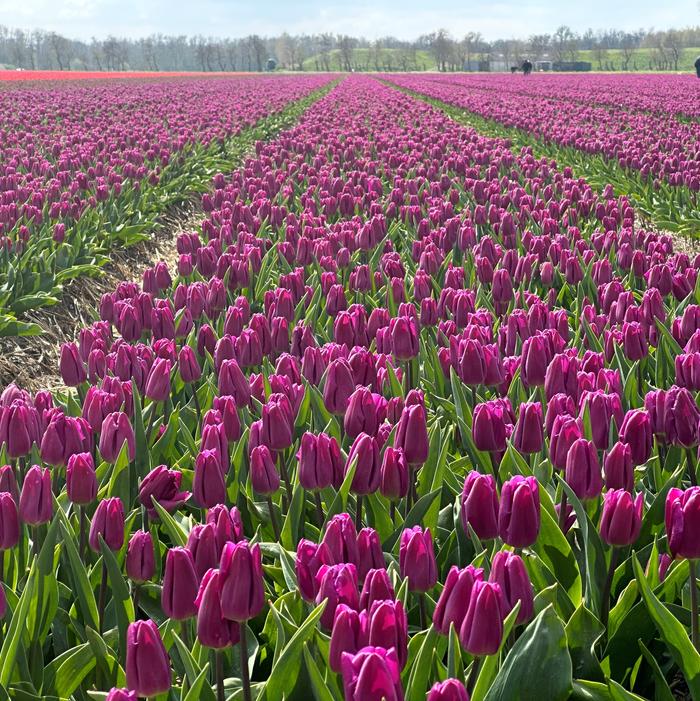 Tulip - Purple Flag