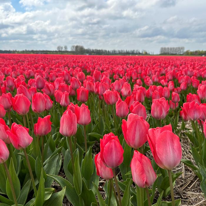 Tulip - Van Eijk
