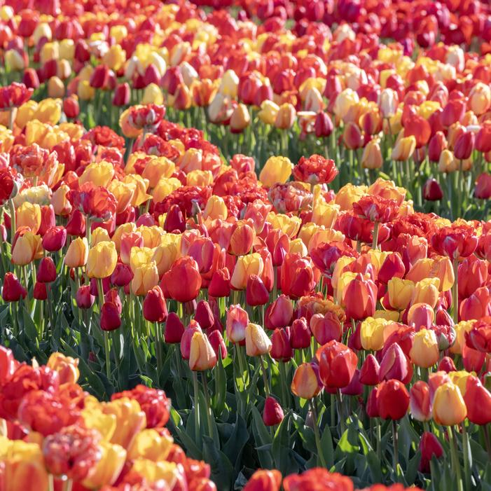 Tulip - All Season Orange Mix