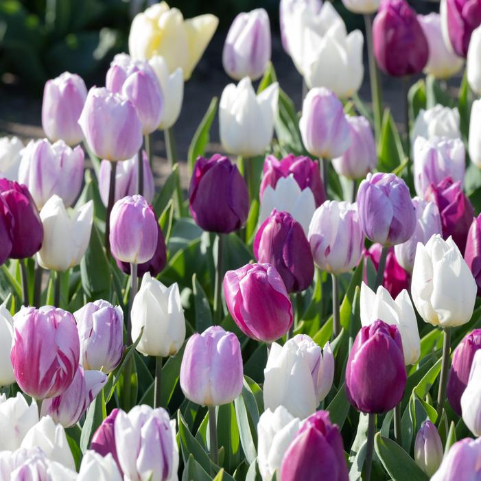 Tulip - Flag Mix