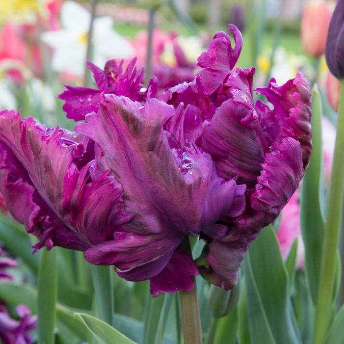 Tulip - Negrita Parrot