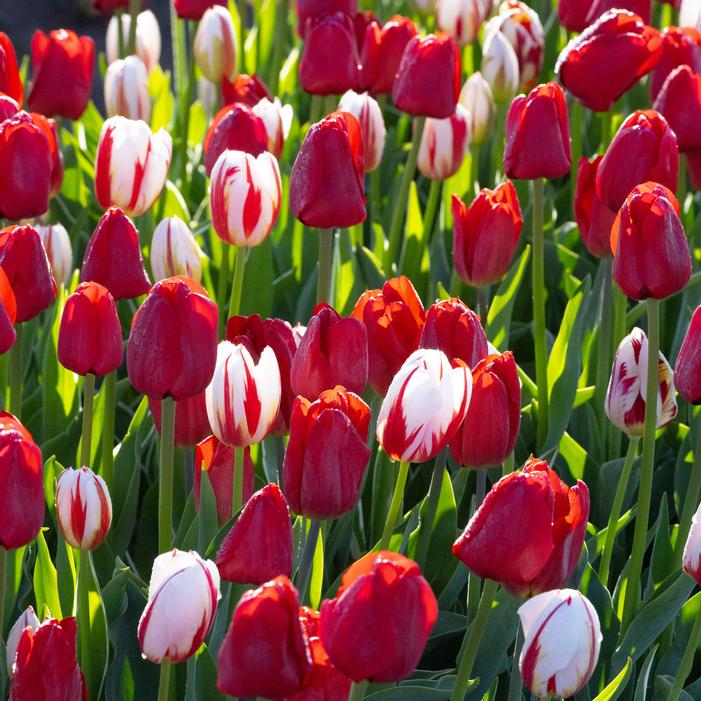 Tulip - Holiday Mix