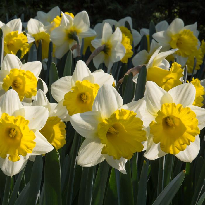 Daffodil - Goblet