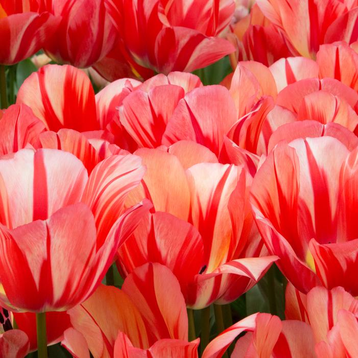 Tulip - Spryng Break