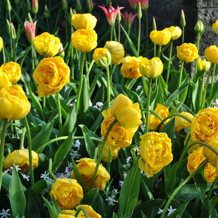 Tulip - Yellow Pomponette