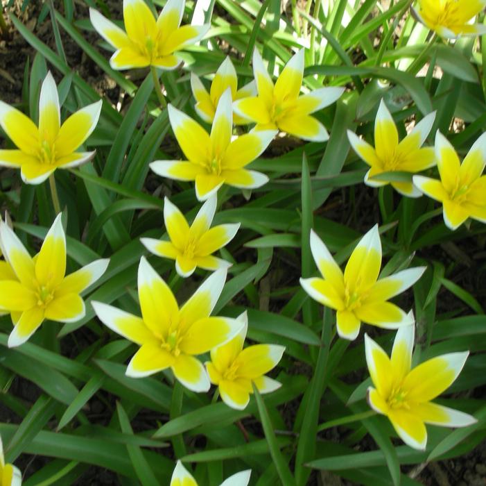 Tulip - Tarda