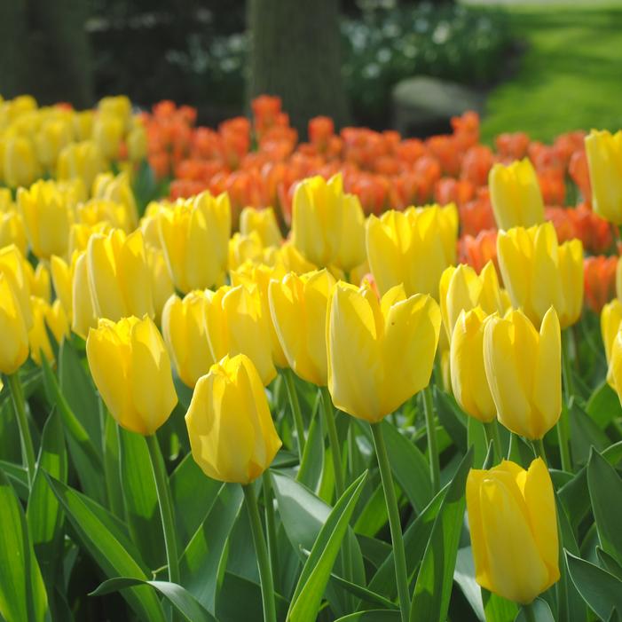 Tulip - Golden Emperor