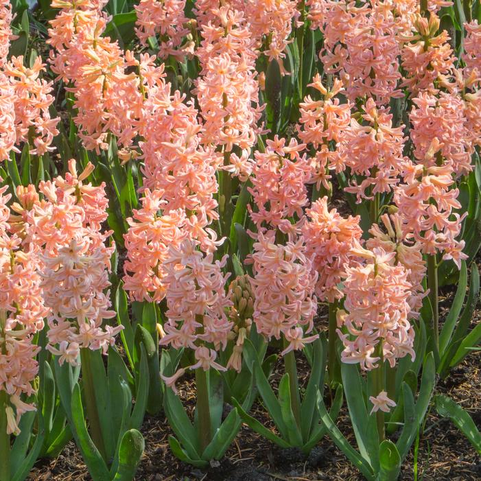 Hyacinth - Gypsy Queen