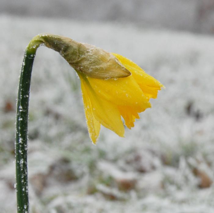 Daffodil - Rijnveld's Early Sensation