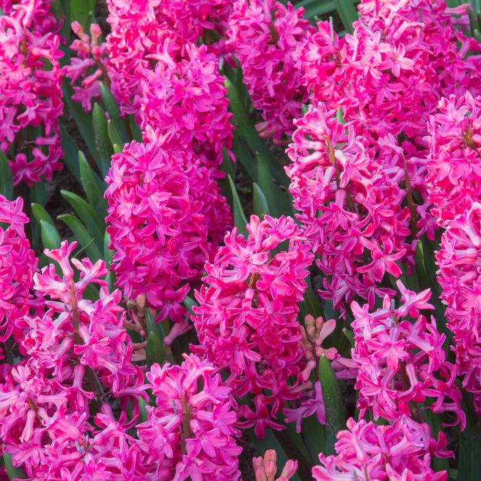 Hyacinth - Jan Bos