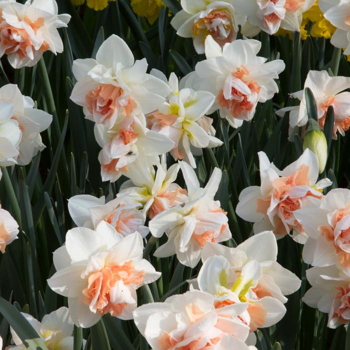 Daffodil - Replete