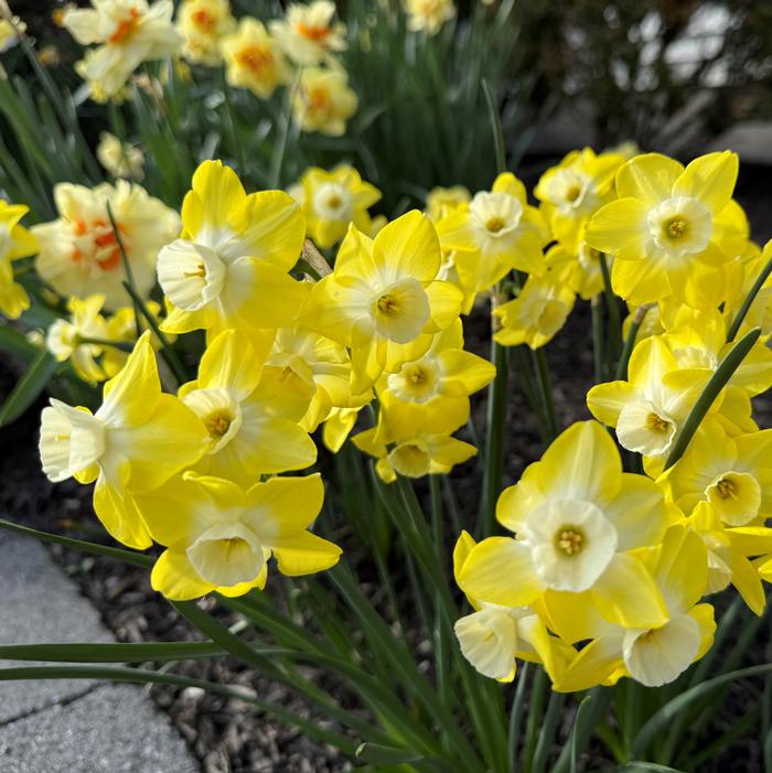 Daffodil - Hillstar