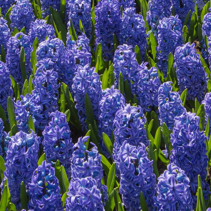 Hyacinth - Aqua