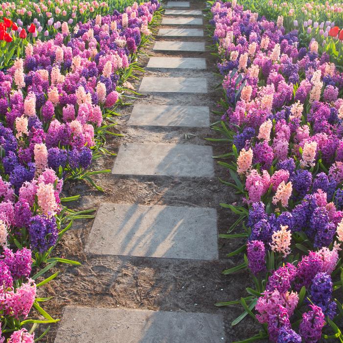 Hyacinth - Cotton Candy Mix