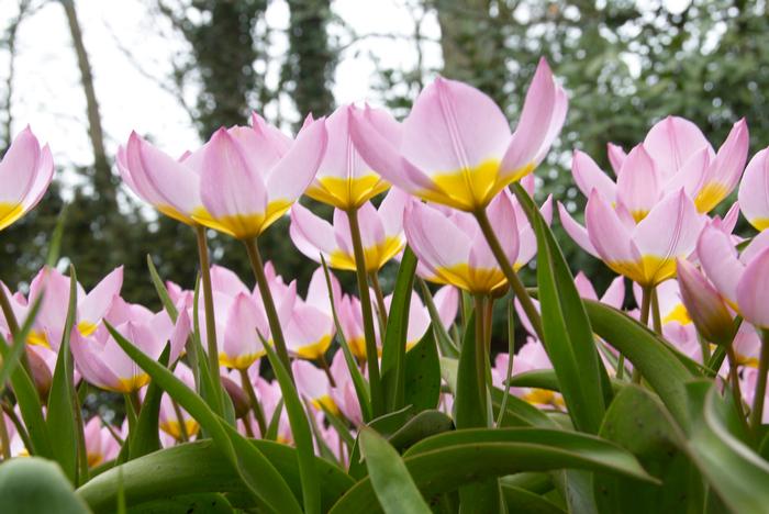 Tulip - Lilac Wonder