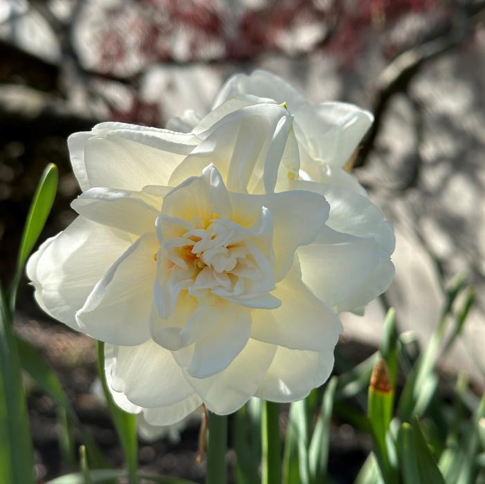 Daffodil - Obdam