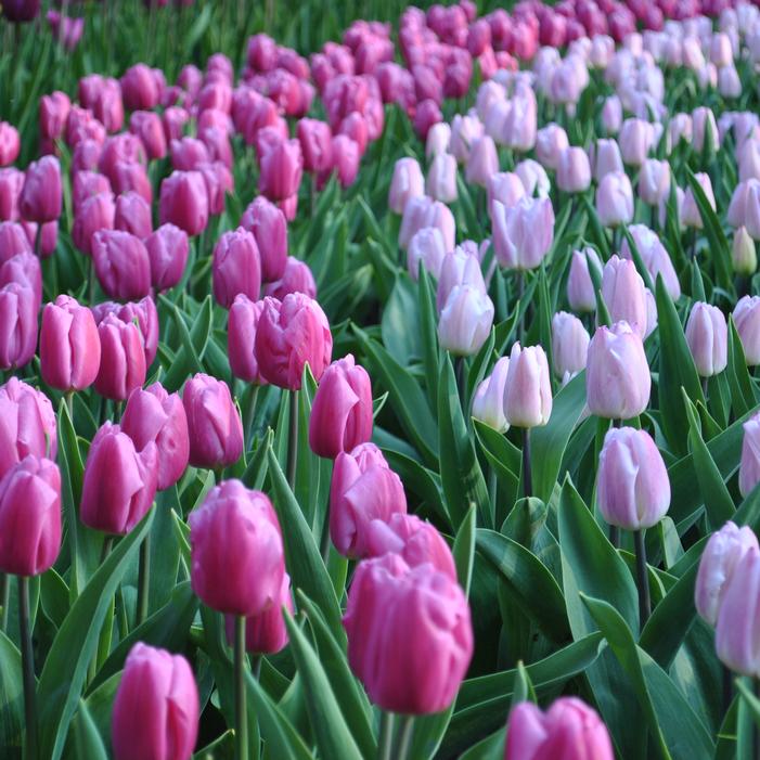 Tulip - Pink Flag