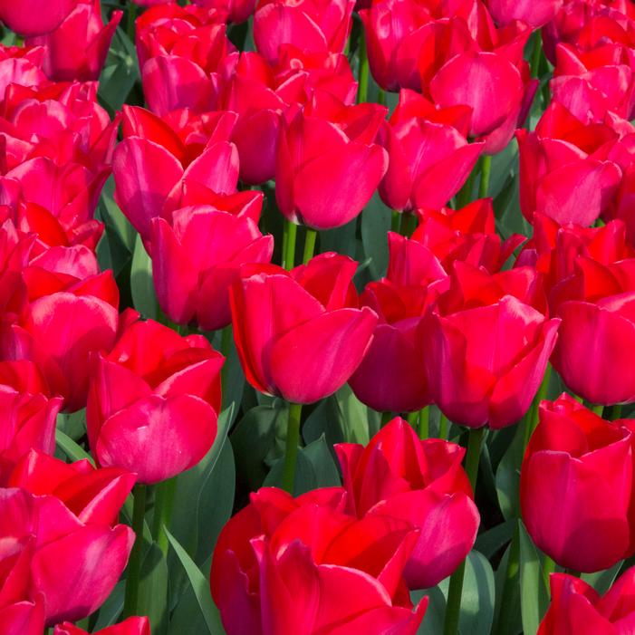 Tulip - Spryng Tide