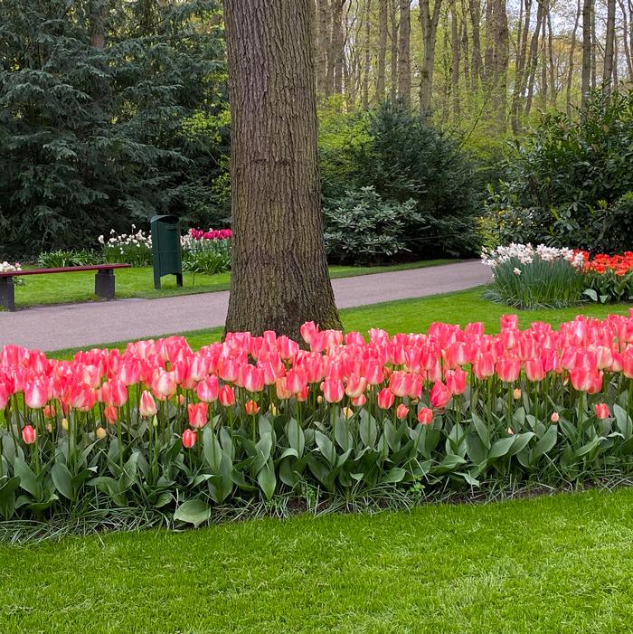 Tulip - Spryng Sunrise