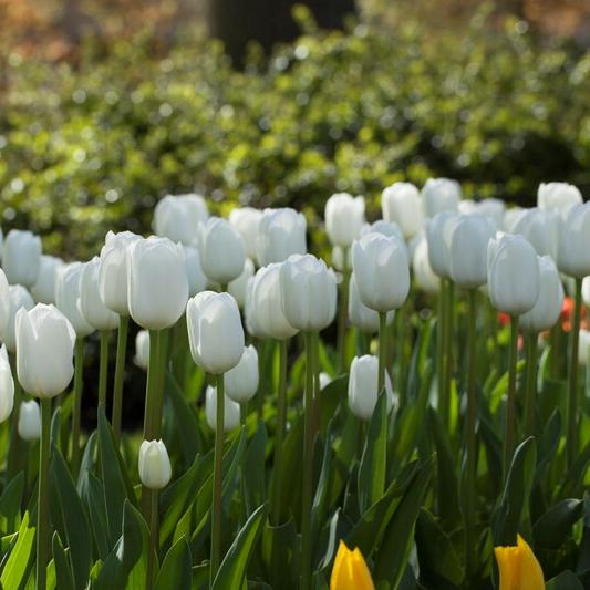 Tulip - Royal Virgin