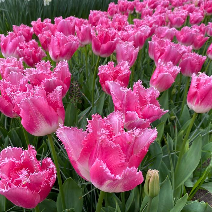Tulip - Fancy Frills
