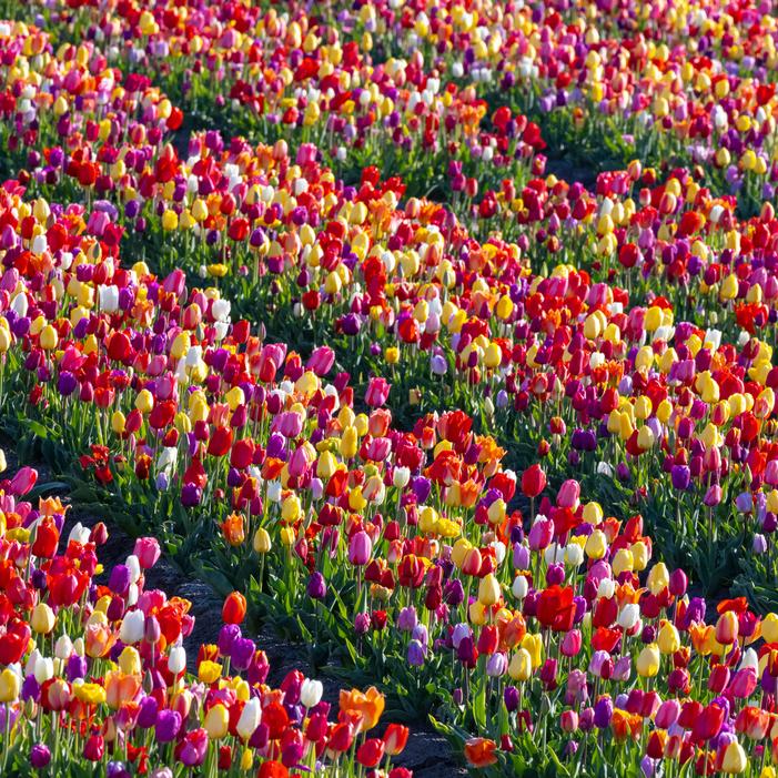 Tulip - All Season Barn Mixture