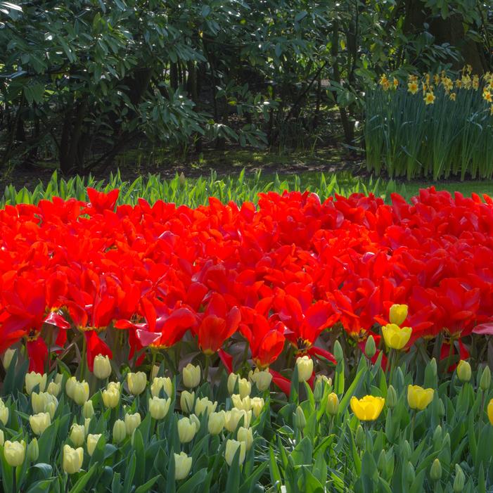 Tulip - Red Emperor
