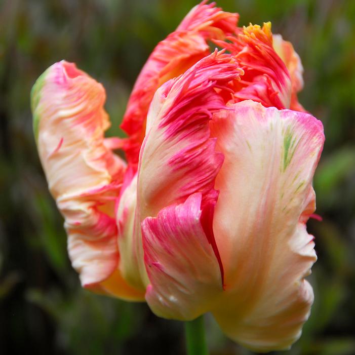 Tulip - Apricot Parrot