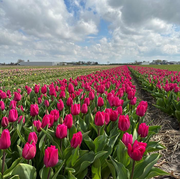 Tulip - Pink Ardour