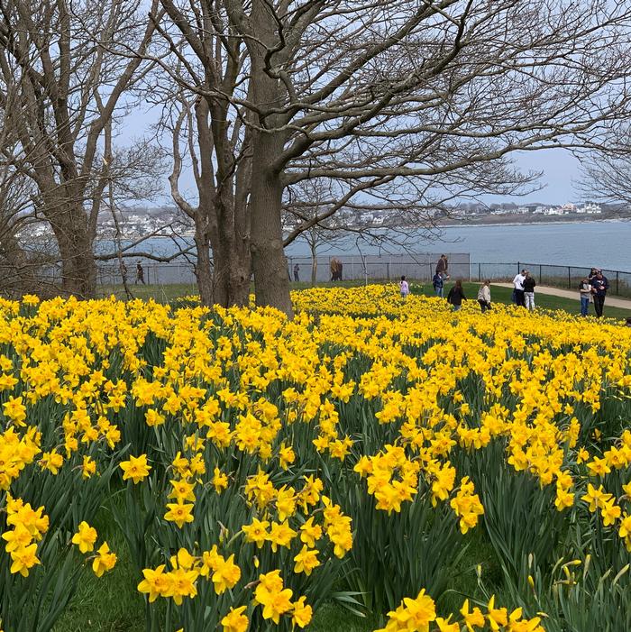Daffodil - Dutch Master