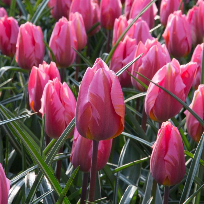 Tulip - Pretty Princess