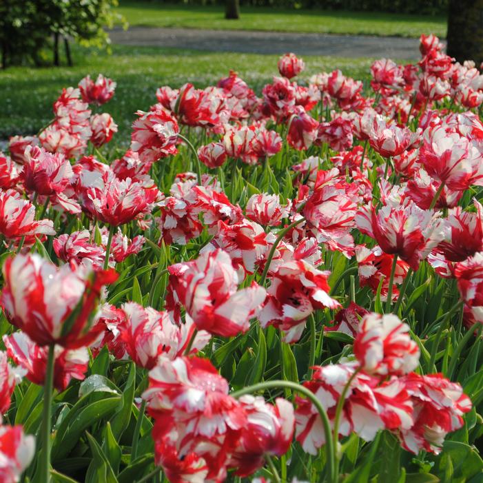 Tulip - Estella Rijnveld