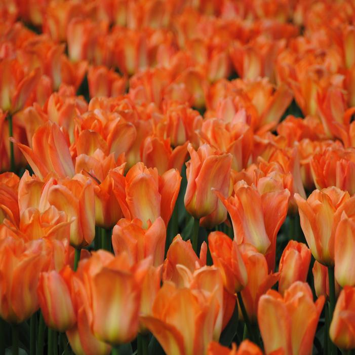 Tulip - Orange Emperor