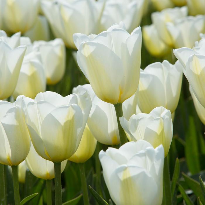 Tulip - White Emperor