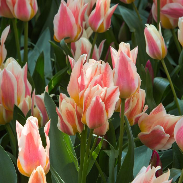 Tulip - Quebec