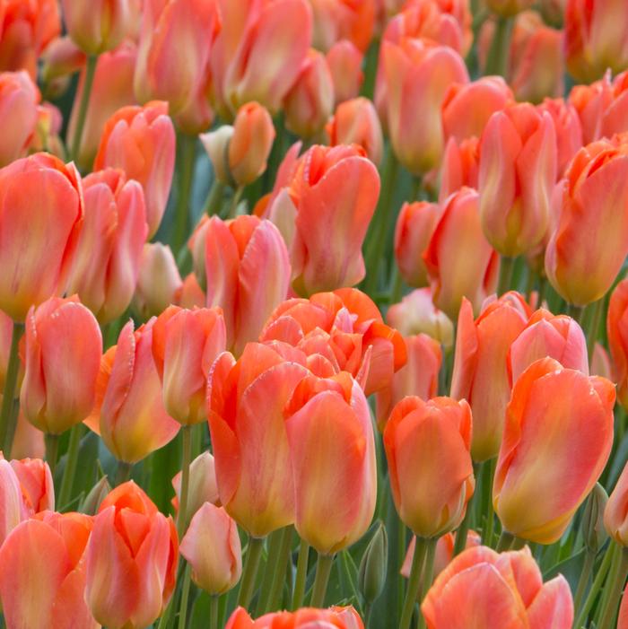 Tulip - Apricot Emperor