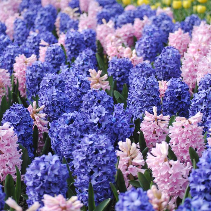 Hyacinth - Blue Star