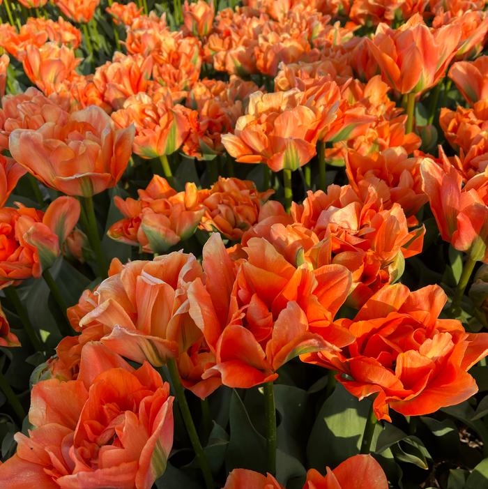 Tulip - Disneyland Paris