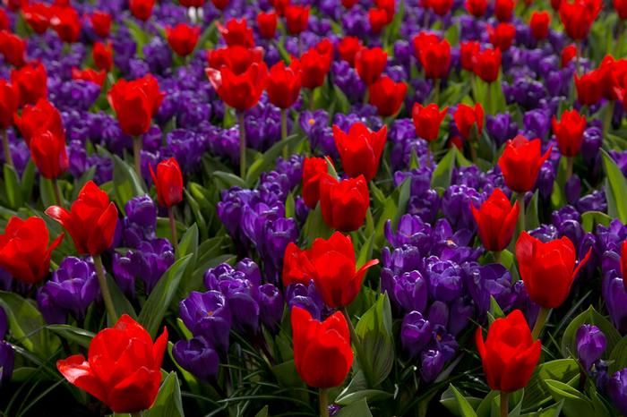 Tulip - Showwinner