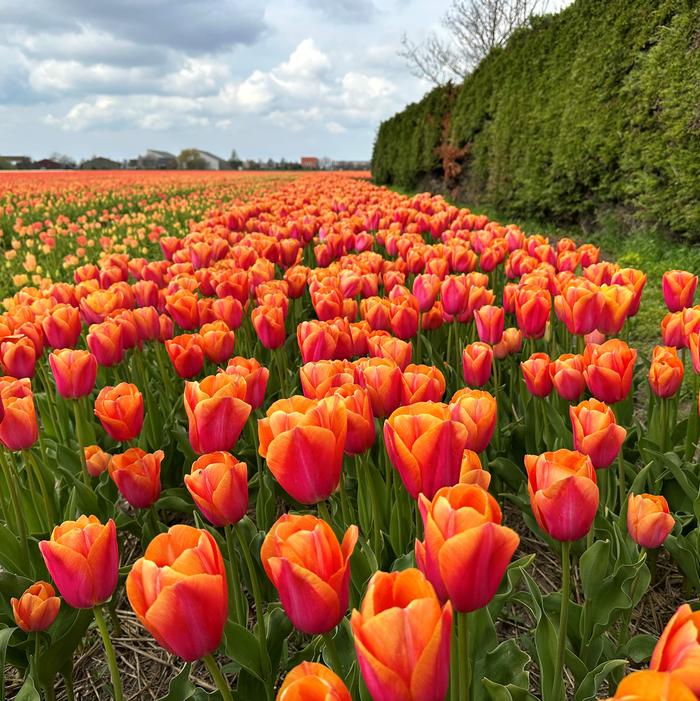 Tulip - Orange Dynasty