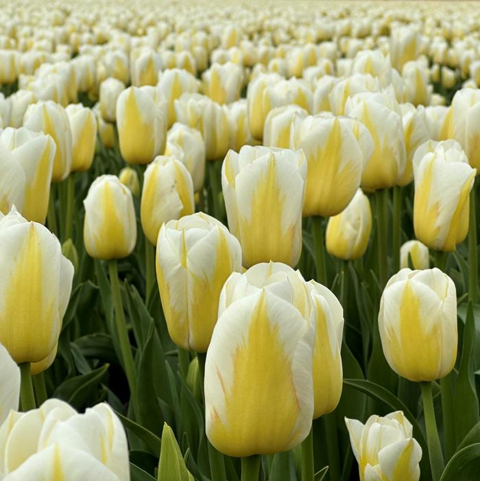 Tulip - Bingo
