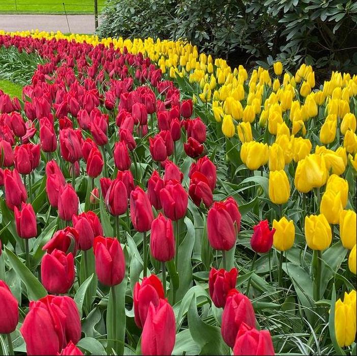 Tulip - Strong Love