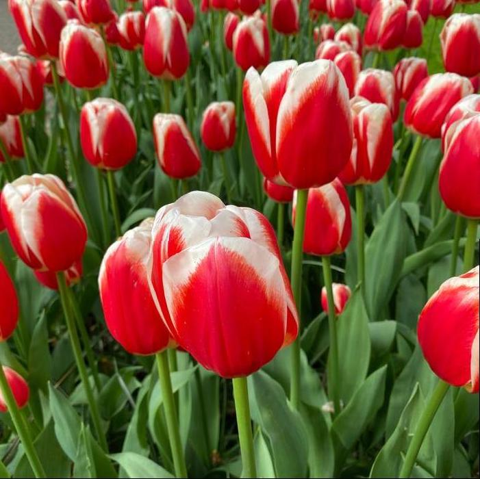 Tulip - Roman Empire