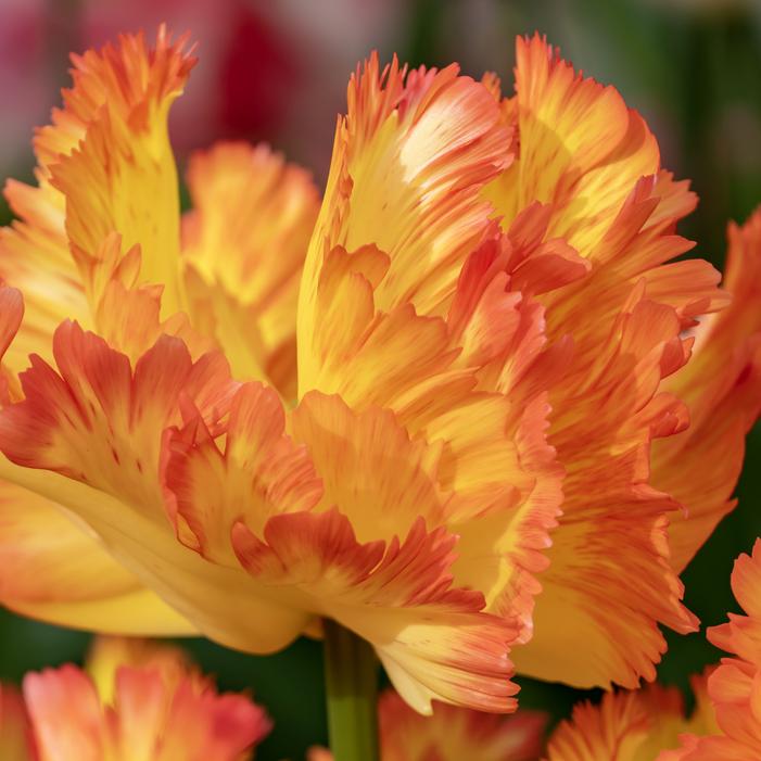 Tulip - Caribbean Parrot™